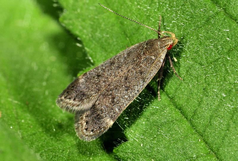 2 Gelechiidae - Anacampsis timidella